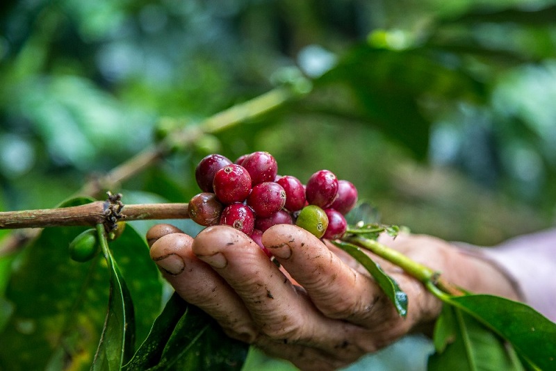 Honduras: "En picada" por falta de mano de obra fincas de café