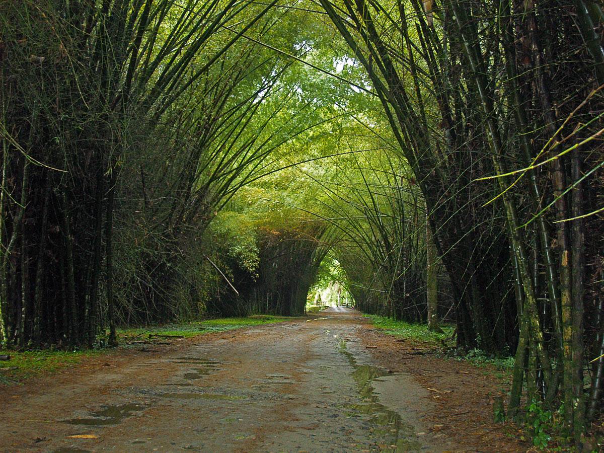 Avanza propósito de impulsar sostenibilidad del Jardín Botánico Lancetilla