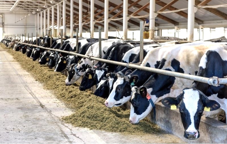 SENASA confirma caso de rabia bovina en Honduras