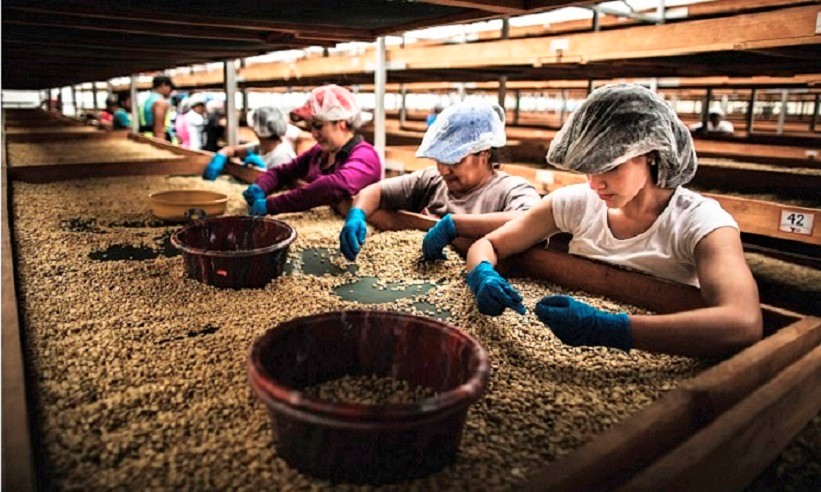 Honduras, Leve mejora en ventas de café