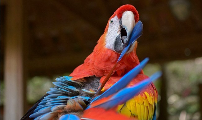 Copán Ruinas lista para celebrar nueva edición del Guacamaya Fest
