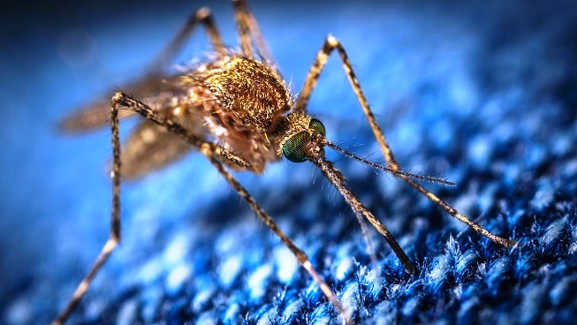 Piden a Salud decretar emergencia por aumento de DENGUE