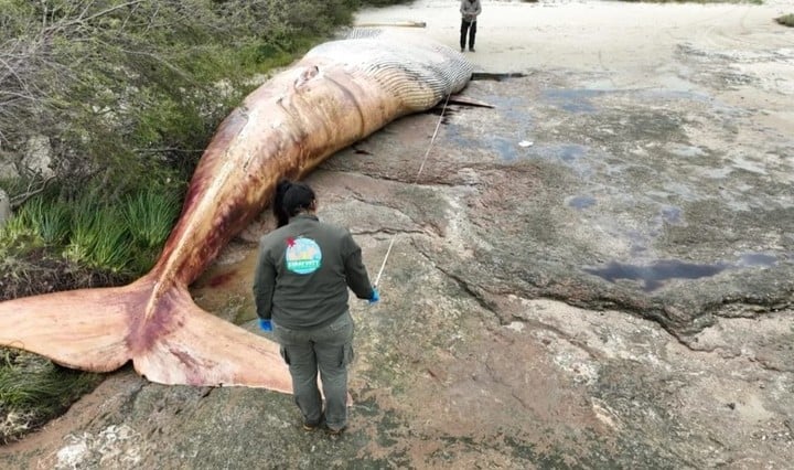 Uruguay: encontraron ballena de 20 toneladas