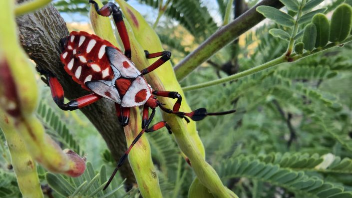 Samsung Latinoamérica estrena documental "Naturaleza Épica"