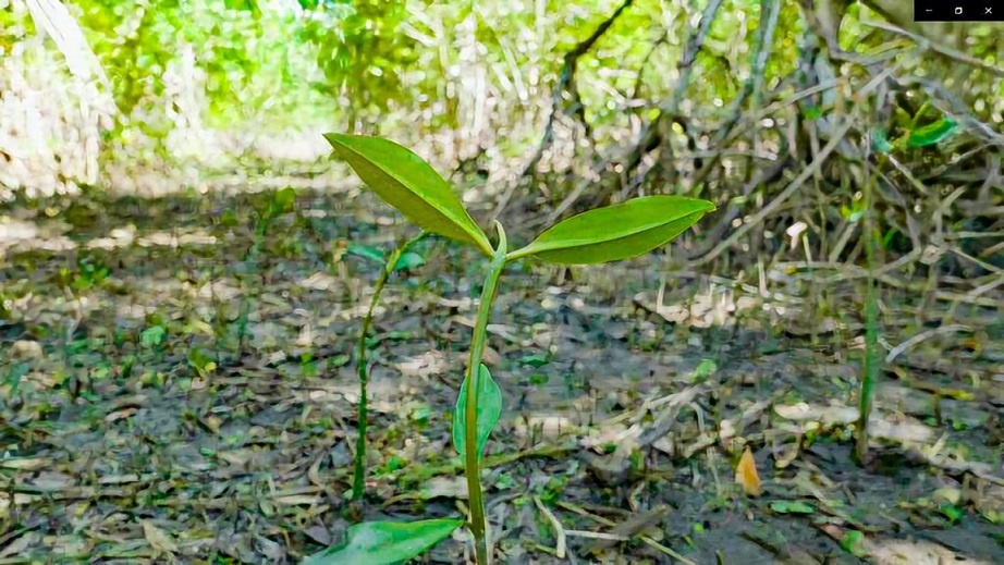 Davivienda Honduras refuerza compromiso ambiental con Seguro Verde