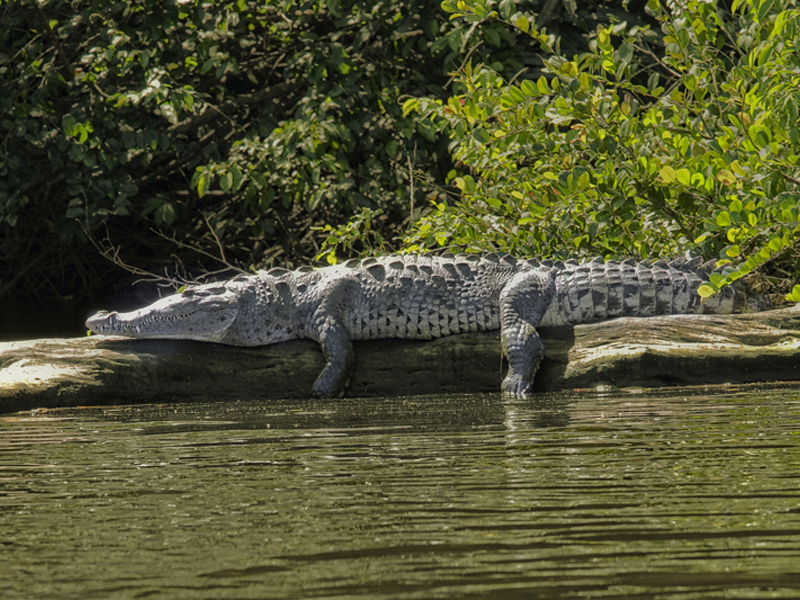 Reserva Biológica Cuero y Salado: Un Refugio de Vida Silvestre