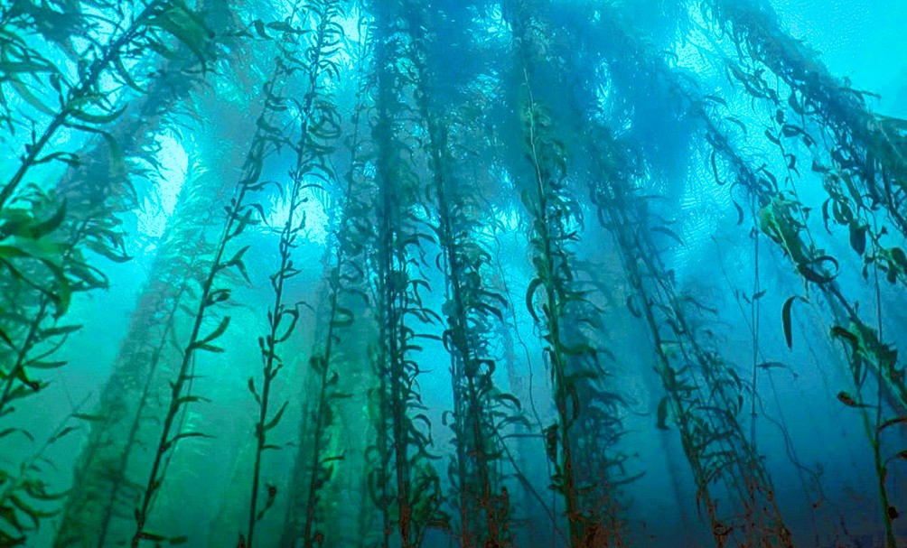 ECOAQUA inicia estudio de bosques marinos en Honduras