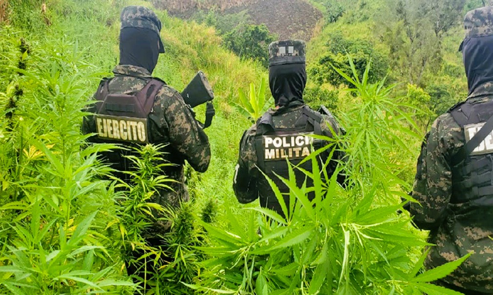 Incautan masiva plantación de marihuana en zona montañosa de Tocoa