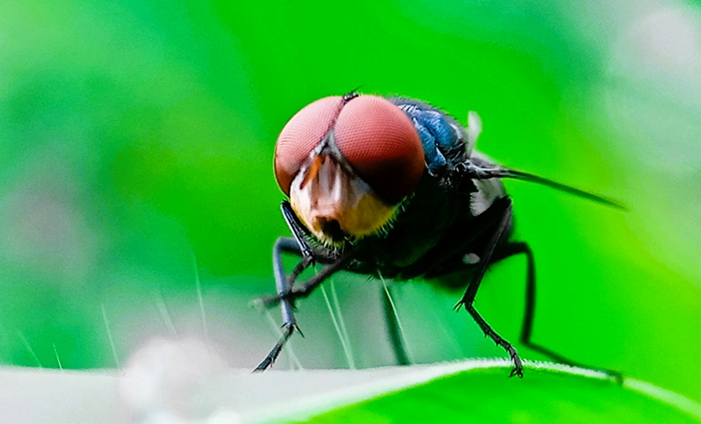 Distrito Central lidera casos de miasis humana por gusano barrenador en 2025