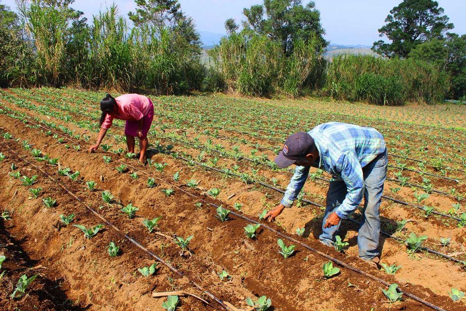 Agricultores en alerta: Suben precios de fertilizantes y pesticidas