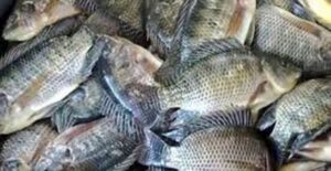 Guatemala en alerta por especies invasoras en la pesca