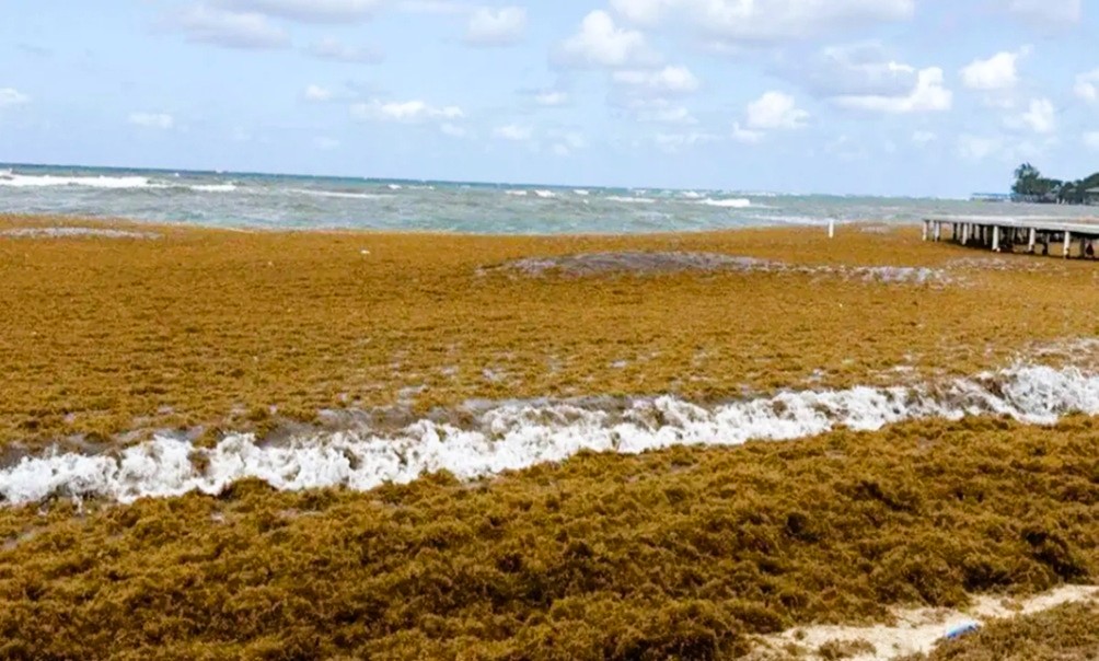 Gobierno despliega maquinaria por sargazo en Roatán