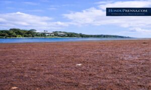Sargazo desborda Utila tras crisis reciente en Roatán