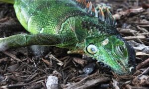 Frío histórico en Florida congela iguanas