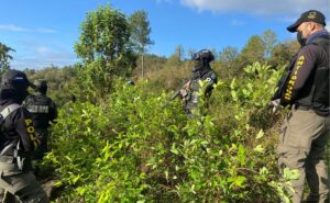 Aseguran plantación de 3 mil arbustos de hoja de coca en Santa Bárbara