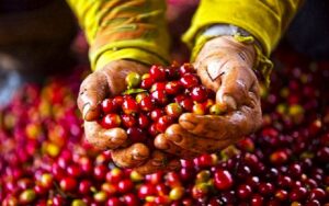 Honduras registra corte final de café con cosecha intensificada