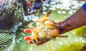 Mercado chino seduce al camarón de Honduras