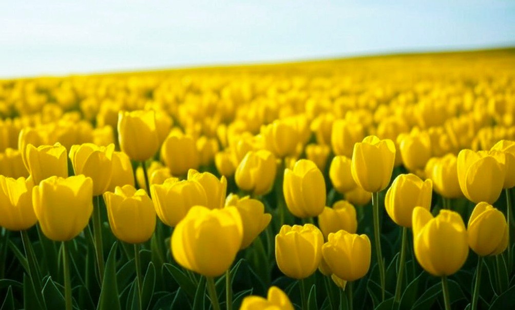 Primavera florece bajo el rito de flores amarillas