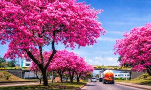 Macuelizos convierten San Pedro Sula en ícono urbano