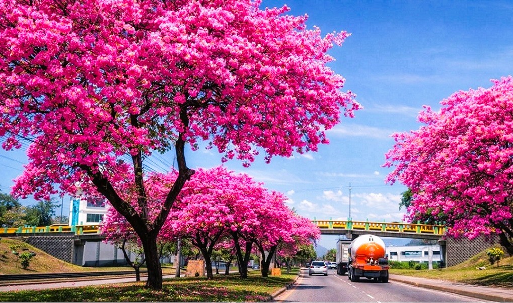 Macuelizos convierten San Pedro Sula en ícono urbano