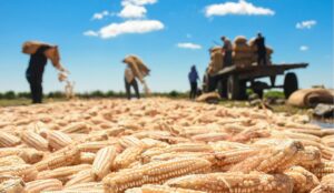 El Salvador: Gobierno rechaza existencia de escasez de maíz blanco