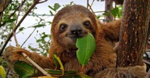 Costa Rica rescata 3,000 animales silvestres al año