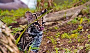 Panamá pone en marcha plan para rescatar sus grandes cazadores del bosque