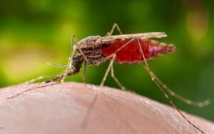 Alerta: malaria avanza con 72 casos en Islas de la Bahía