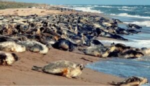 Hallan cerca de un centenar de focas muertas en la costa del Caspio