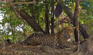 Avistamiento de “jaguar de nube” revive esperanza clave en Honduras