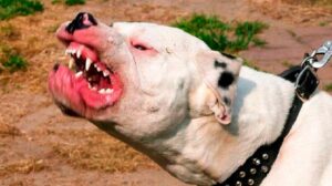 Colón: niño pierde la vida tras feroz ataque pitbull