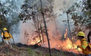 Celaque arde: desastre forestal arrasa 500 hectáreas