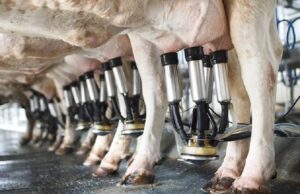 Ganaderos alertan crisis en producción de carne de res en Honduras