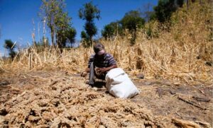 Altas temperaturas golpean corredor seco