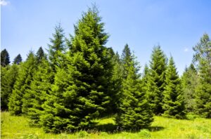 Bosques de Honduras : pronóstico crítico por Día del Árbol