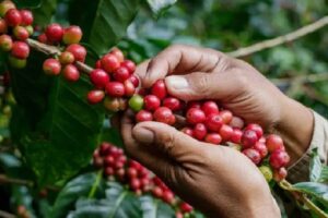 Ingresos por exportación de café de Honduras suben