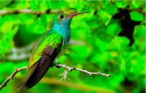 Colibrí Esmeralda: El tesoro alado exclusivo de Honduras