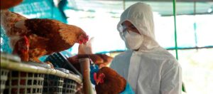 Confirman caso de gripe aviar en granja de Santa Bárbara