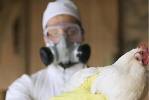 Activan cuarentena por primer caso de gripe aviar en granja de Honduras