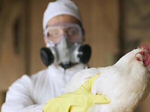 Confirman primer caso de influenza aviar H5 en Honduras