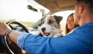 Costa Rica: 861 conductores multados por transportar mascotas de forma indebida