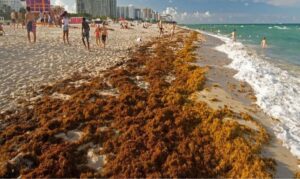 Florida apuesta por transformar el sargazo en alimento sostenible