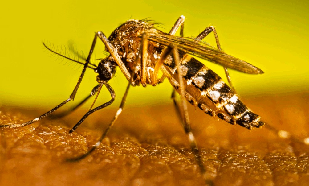 Hospital del Sur activa alerta por aumento de DENGUE
