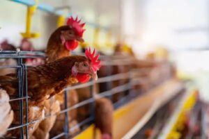 Honduras reanuda exportaciones avícolas tras frenar influenza aviar