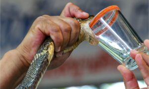 Hospital Escuela registra 65 casos por mordeduras de serpiente en 2026