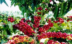 Honduras lleva su café a cifras históricas