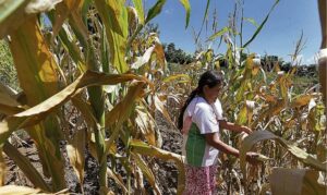 El Niño 2026-2027 podría agravar el dengue y el estrés por calor en Centroamérica