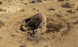 Mueren 18 elefantes de forma misteriosa en Kenia