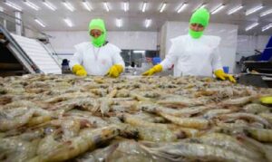 Camaroneros hondureños enfrentan una crisis sin precedentes