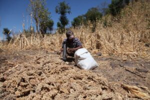 Sector agrícola teme colapso de cultivos